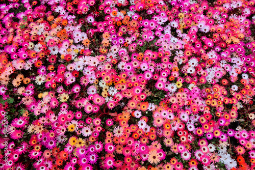 リビングストンデージー