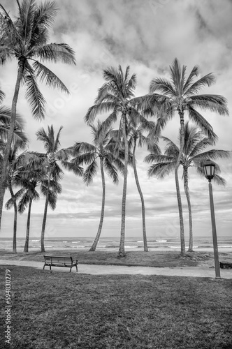 Palm Trees on an Empty Beach in Hawaii. © ttrimmer