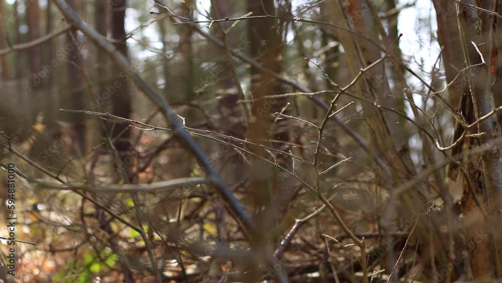 A moving close-up of branches in a forest. Spider webs are spun between them, sparkling in the sun. A moving close-up of branches in a forest. Spider webs are spun between them, sparkling in the sun.