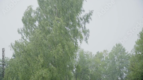 Tall green leafy tree swaying in strong wind during rainstorm photo