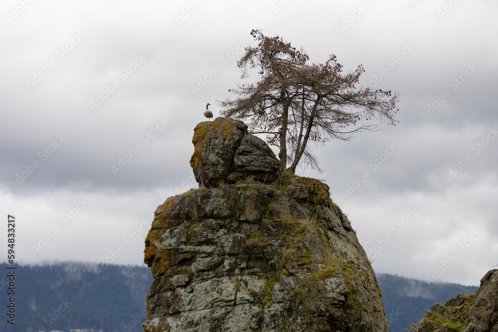 Fototapeta premium A Canada goose surveys its surroundings atop a rock on the Stanley Park seawall in Vancouver, British Columbia.