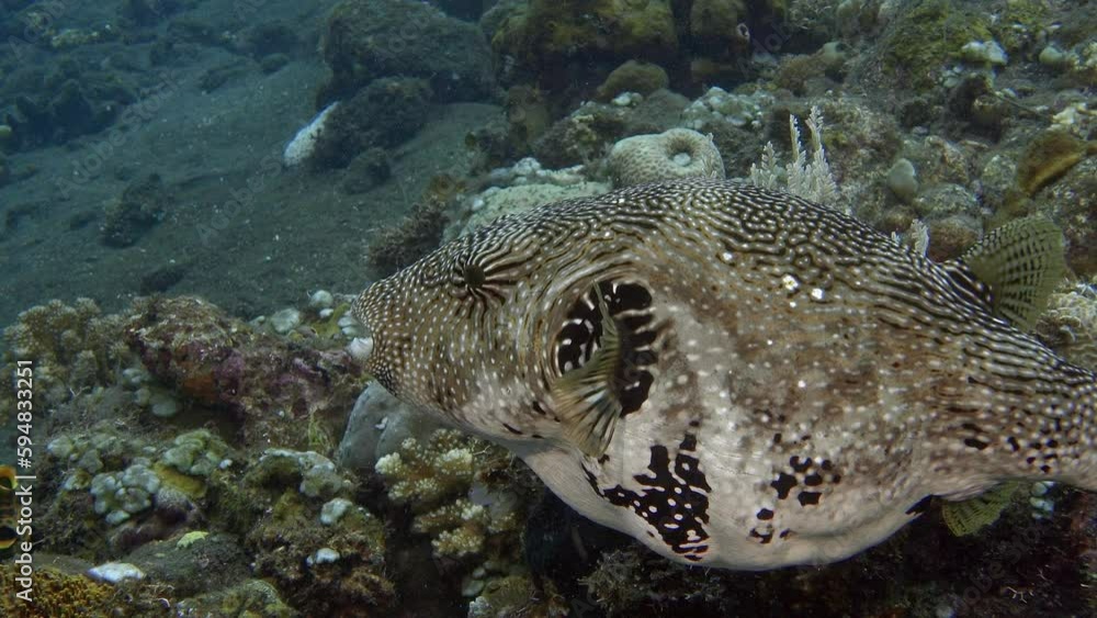 Fugu fish swims in the water column near the bottom of the sea, moving