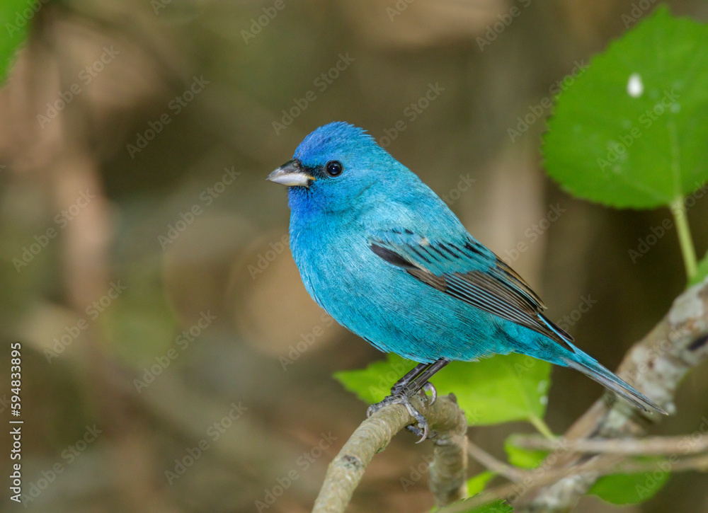 Indigo bunting (Passerina cyanea) male during spring migration in Galveston, Texas, USA. Indigo bunting (Passerina cyanea) male during spring migration in Galveston, Texas, USA.