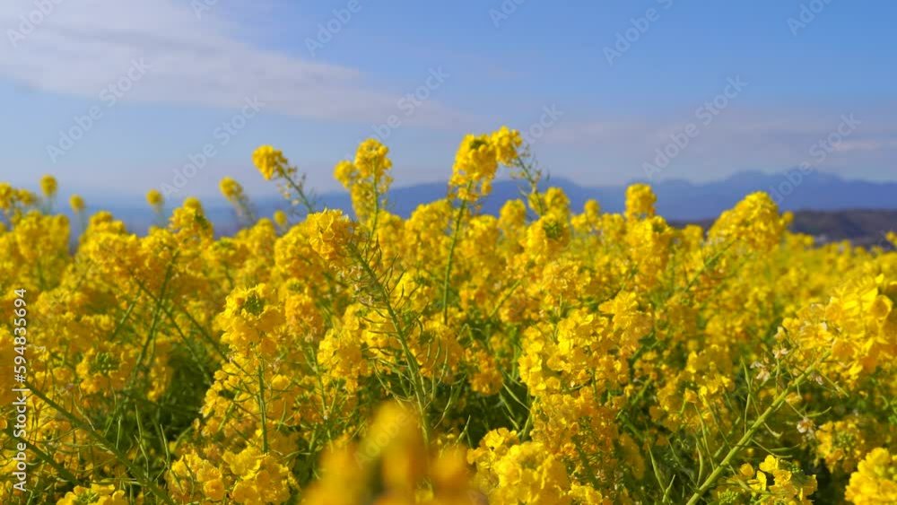 Slow slider close up over beautiful rapeseed flowers against blue sky Slow slider close up over beautiful rapeseed flowers against blue sky