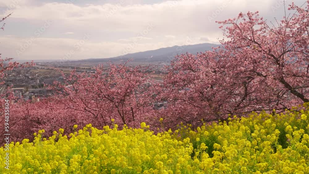Beautiful spring scenery in Japan with pink Sakura trees and yellow rapeseed Beautiful spring scenery in Japan with pink Sakura trees and yellow rapeseed