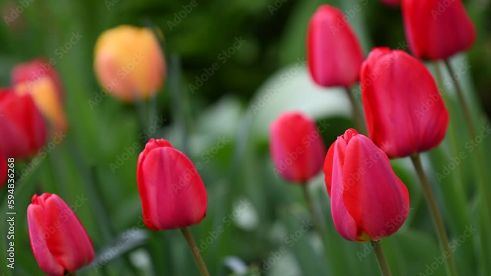Spring Blooming tulip sway with the wind