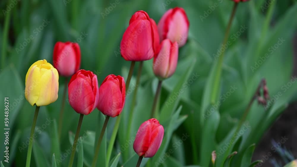 Spring Blooming tulip sway with the wind in Netherlands Spring Blooming tulip sway with the wind in Netherlands