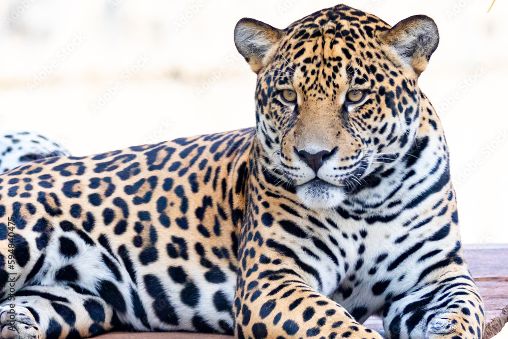 Obraz premium South American jaguar (Panthera onca). Tropical feline
