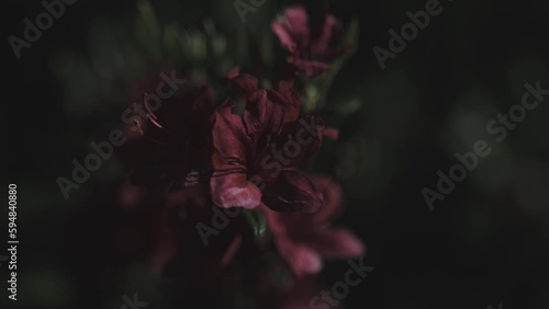 暗い雰囲気の赤い花　ホラー映画に出てくるような赤い花 photo