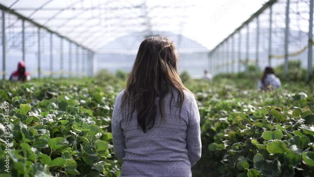Woman Walking Through Fruit Farm - back view, slow motion Woman Walking Through Fruit Farm - back view, slow motion