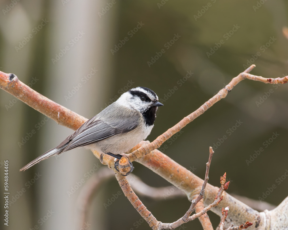 Fototapeta premium A Mountain Chickadee perches in Wyoming.