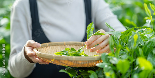 茶葉・新茶・茶畑