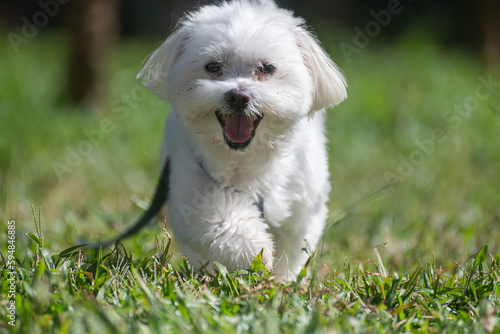 Malts dog running over the grass in a city square.