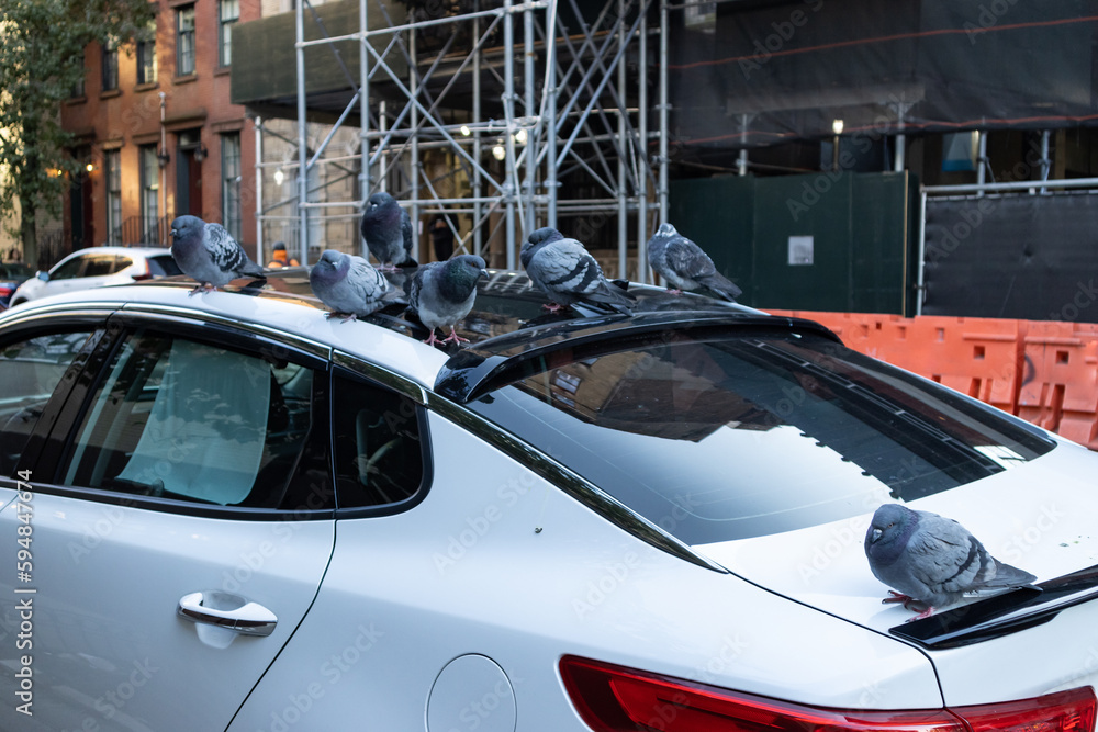 Group of Pigeons on Top of a Parked Car along a Street in New York City
