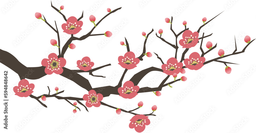 Plum blossom vector illustration background