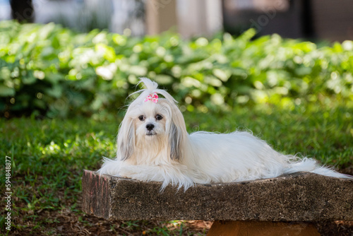 Photos A lhasa apso laying on a city square bench.