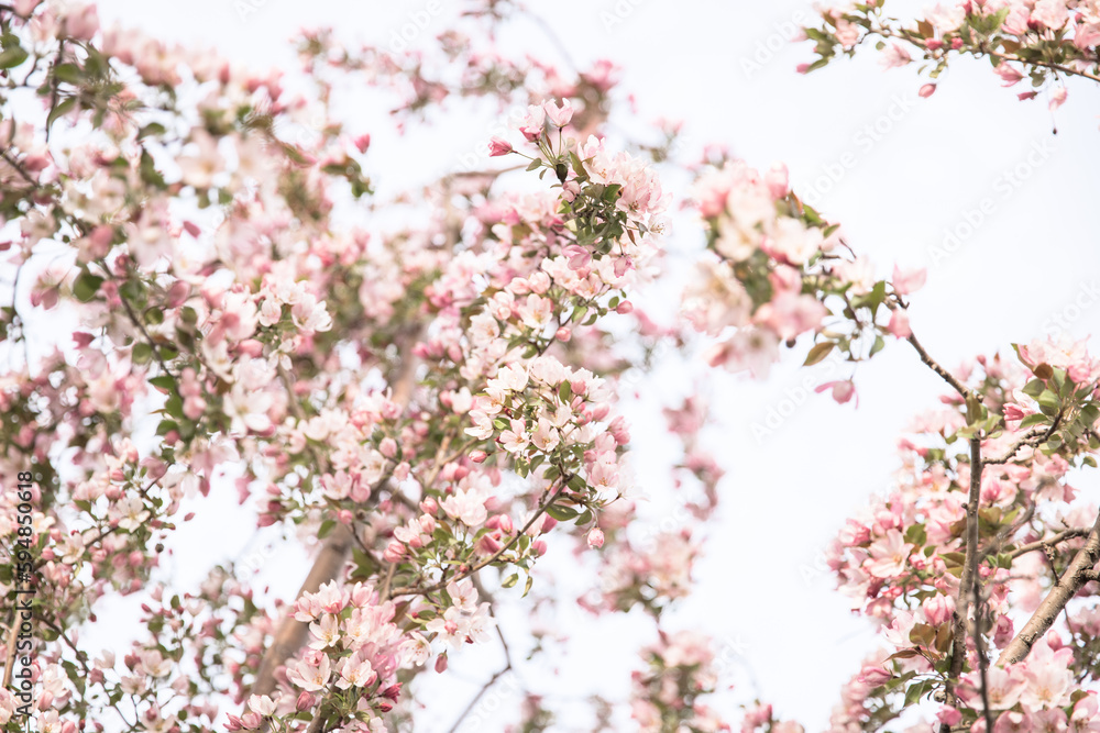pink cherry blossom in spring