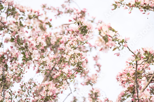 pink cherry blossom in spring