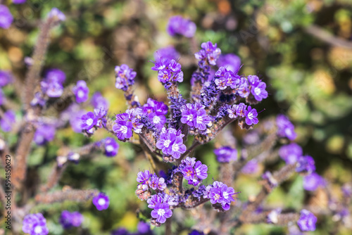 purple desert lavender