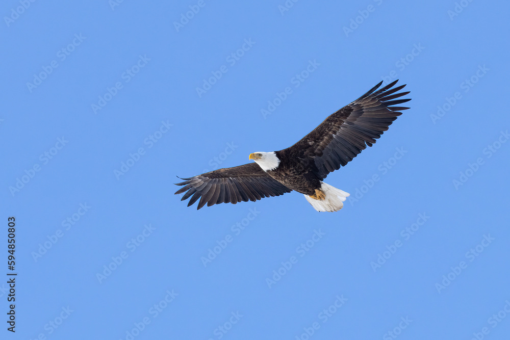 Naklejka premium Soaring Under a Blue Sky. This Bald Eagle (Haliaeetus leucocephalus) has wings spread wide and it wheels and glides overhead. Iconic raptor and bird of prey.