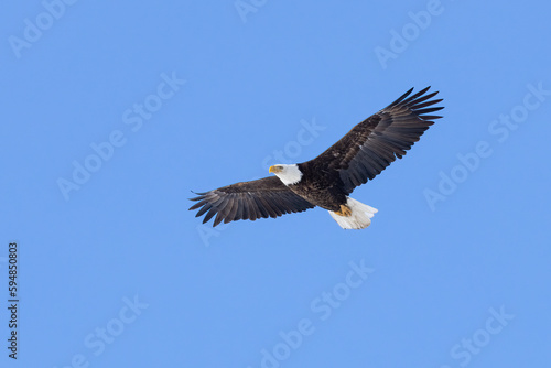 Soaring Under a Blue Sky. This Bald Eagle (Haliaeetus leucocephalus) has wings spread wide and it wheels and glides overhead. Iconic raptor and bird of prey.   