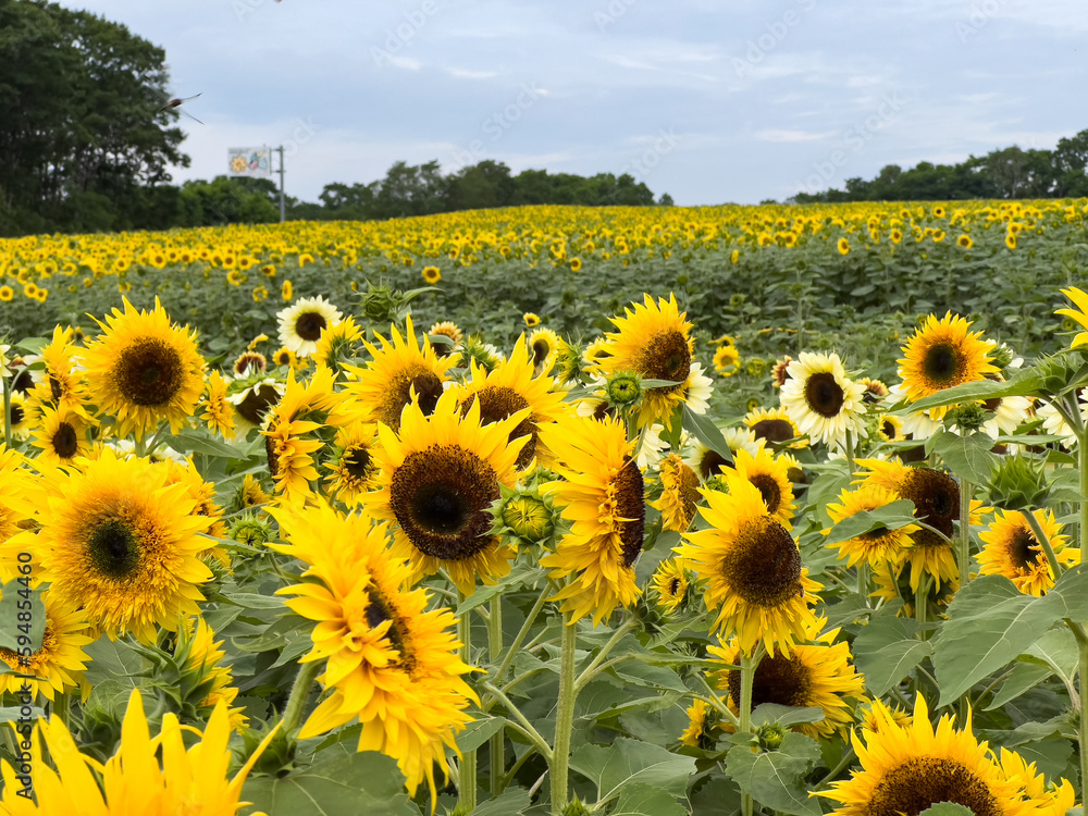Obraz premium 満開のヒマワリ（北海道北竜町ひまわりの里）
