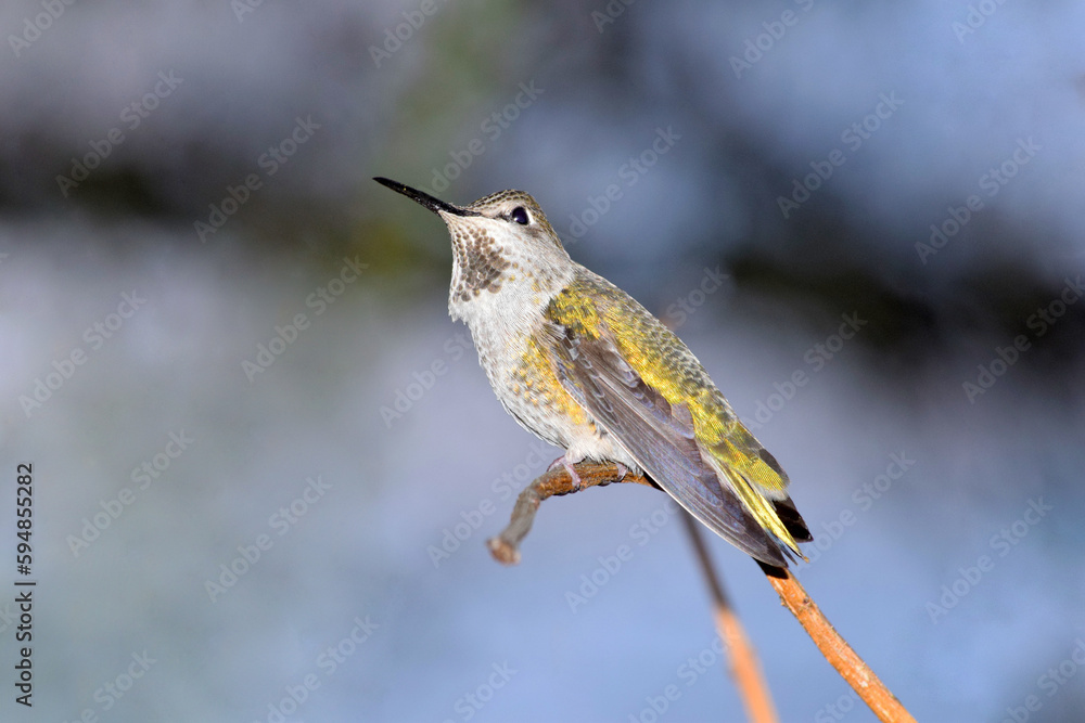 Fototapeta premium Green Hummingbird Alert