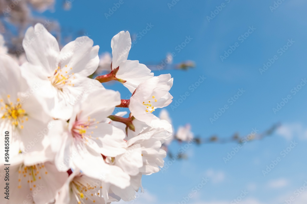 春の晴れた日　快晴の空にピンクの桜