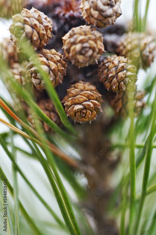 Close up of pine cones on a tree branch. Shallow depth of field.