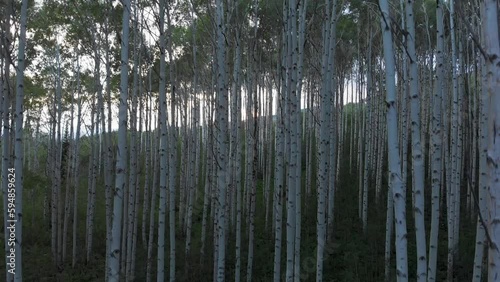 Colorado Aspen forest drone flying above trees to reveal mountains