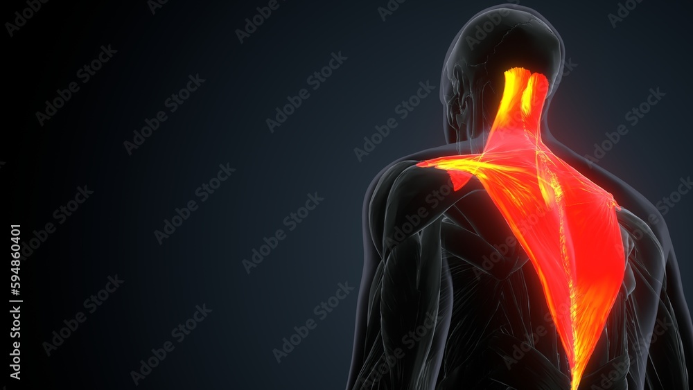 Anatomy of a trapezius. Skeleton. 3d Illustration
Anatomy of a trapezius. Skeleton. 3d Illustration