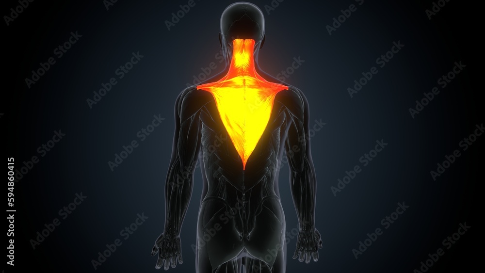 Anatomy of a trapezius. Skeleton. 3d Illustration
Anatomy of a trapezius. Skeleton. 3d Illustration