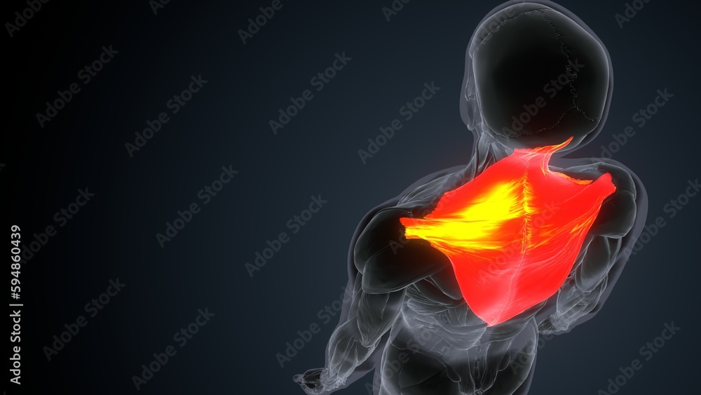 Anatomy of a trapezius. Skeleton. 3d Illustration
Anatomy of a trapezius. Skeleton. 3d Illustration