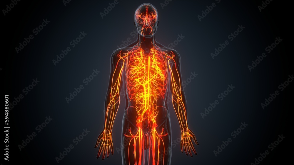 3d Illustration of an isolated human nervous system
