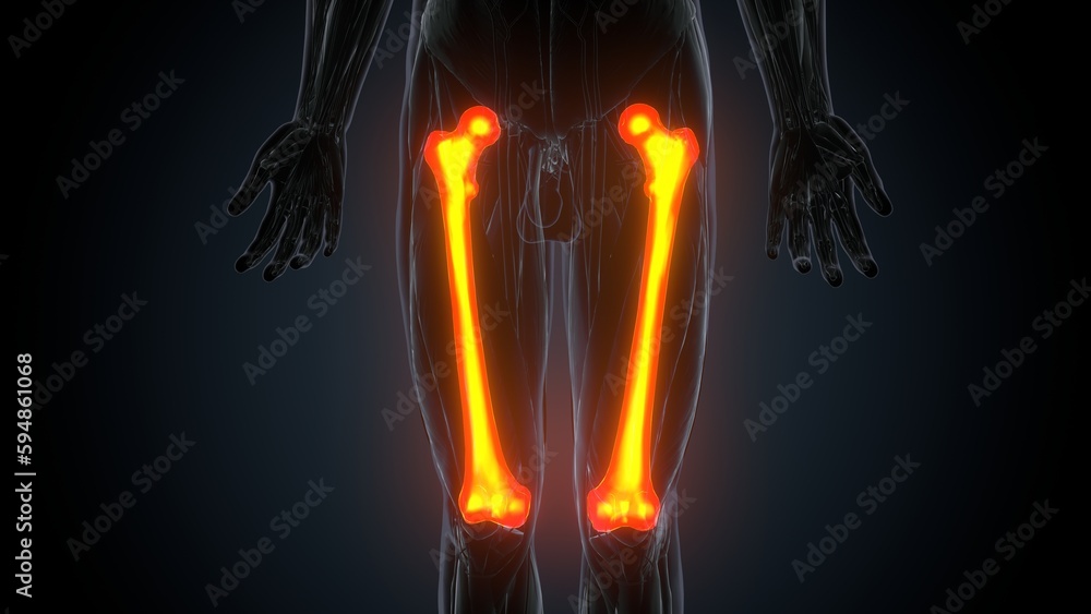 3d illustration of human body femur bone anatomy