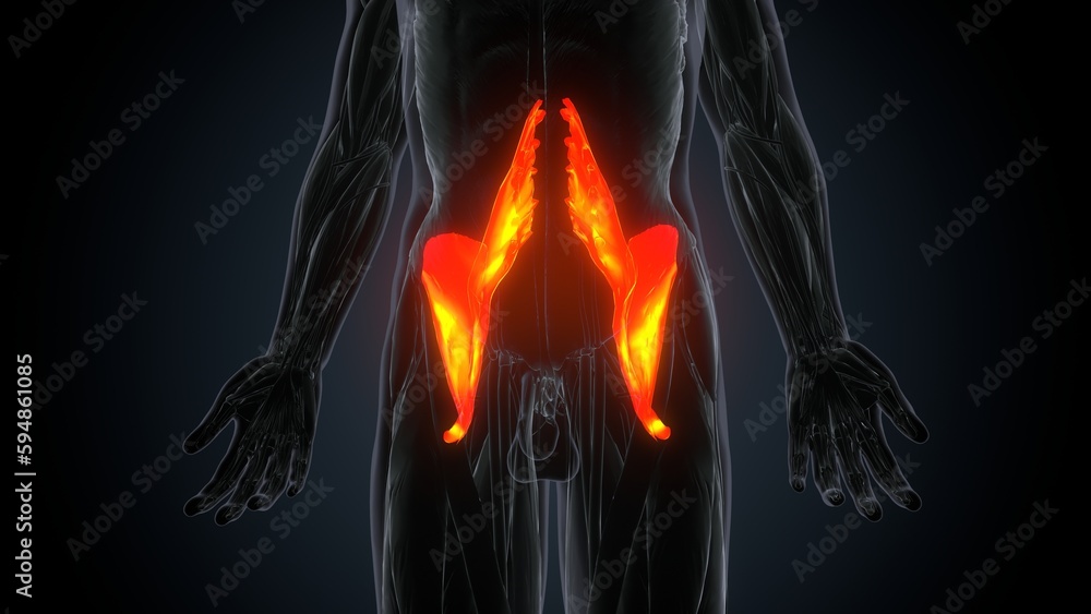 3d illustration of a womans Psoas Major muscles anatomy
3d illustration of a womans Psoas Major muscles anatomy