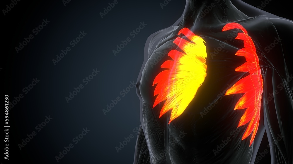 Human Body Serratus Anterior Muscles Anatomy System D Render Stock Illustration Adobe Stock