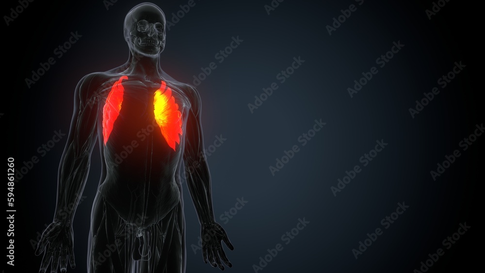 human body serratus anterior muscles anatomy system.3d render human body serratus anterior muscles anatomy system.3d render