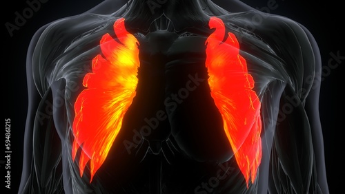 Foto human body serratus anterior muscles anatomy system.3d render