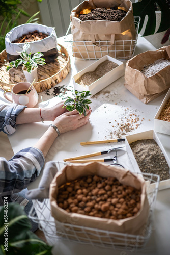 Female gardener hands holding small pot with variegated monstera garden equipment on table closeup