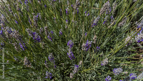A bush of flowering lavender. Close-up. View from above. Small purple inflorescences among long green stems and leaves. Argentina. Patagonia.