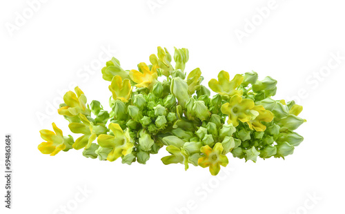Cowslip creeper on transparent png photo