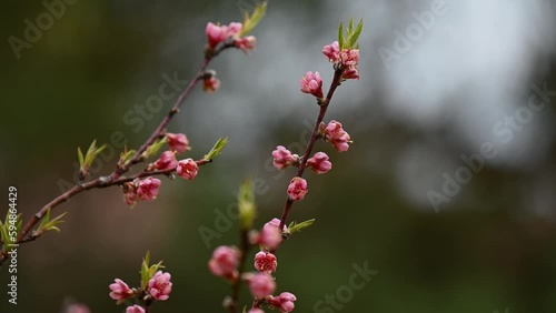 pink small flowers blossoms in Europe photo
