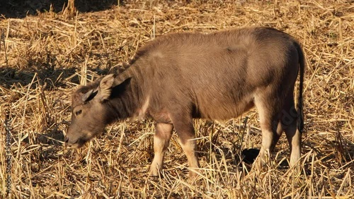 A young individual feeding on dry grass, Water Buffalo, Bubalus bubalis, Thailand. photo