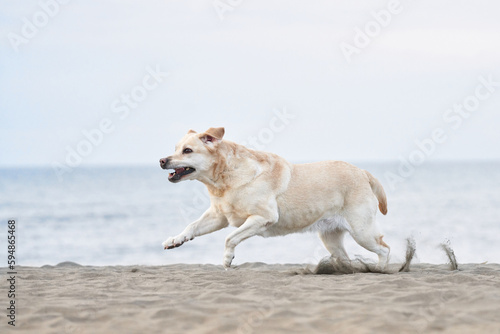 happy dog running on the sea. fawn Labrador Retriever in nature. a pet on an active walk