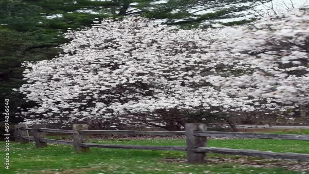 Magnolia tree blossoms in the wind Magnolia tree blossoms in the wind