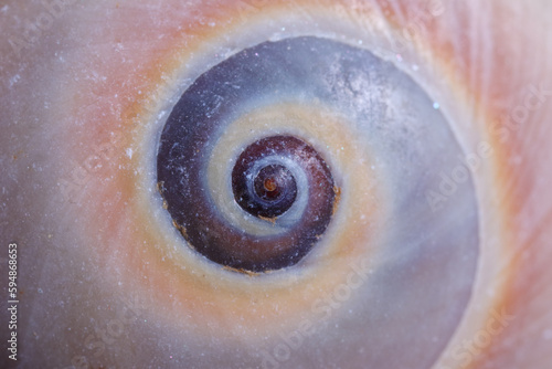 Background image of closeup seashell texture. 