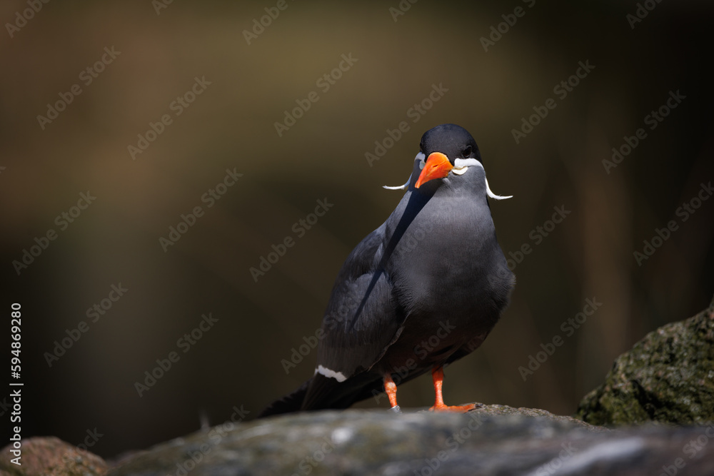 Obraz premium a close up of an Inca Sea Swallow