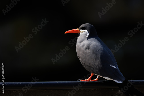 a close up of an Inca Sea Swallow
