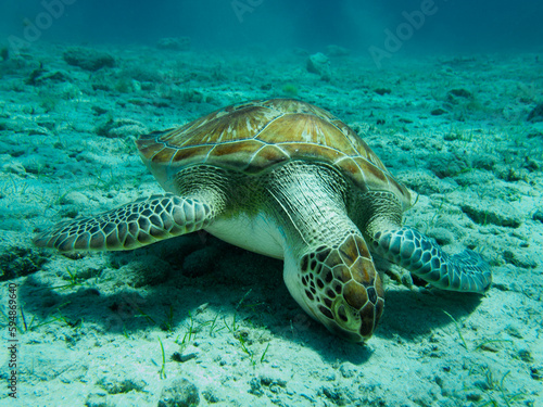 Green sea turtle grazing  © Sakis Lazarides